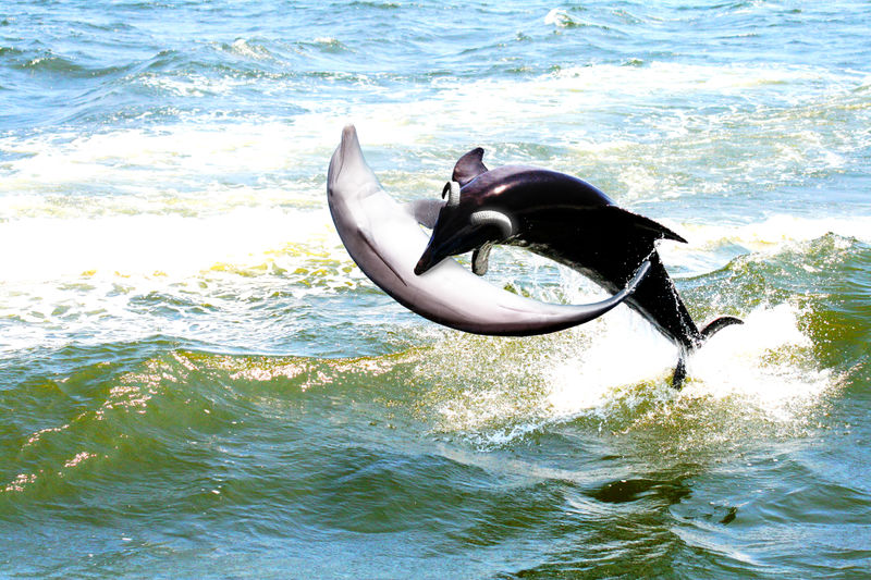 File:Evil dolphin.jpg