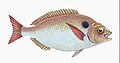 Illustration from The Natural History of British Fishes (1802) by Edward Donovan, digitally enhanced by rawpixel-com 80.jpg