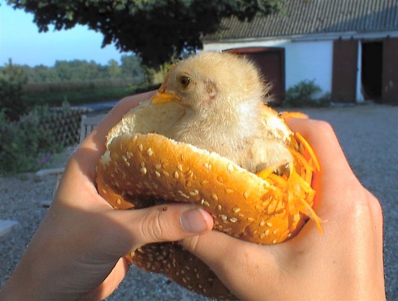File:Chicken Burger.jpg
