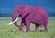 Pink elephant2.jpg