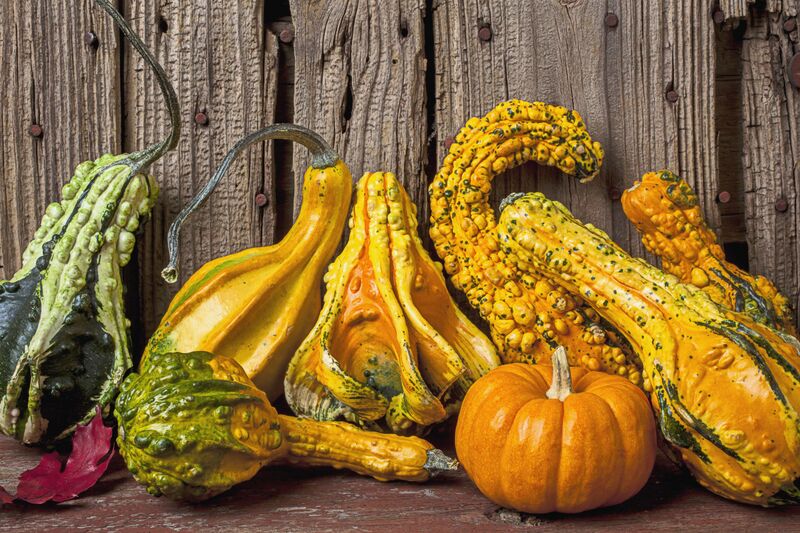 File:Gourds decorative.jpg