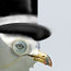 Gull in flight2.jpg