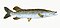 Illustration from The Natural History of British Fishes (1802) by Edward Donovan, digitally enhanced by rawpixel-com 99.jpg