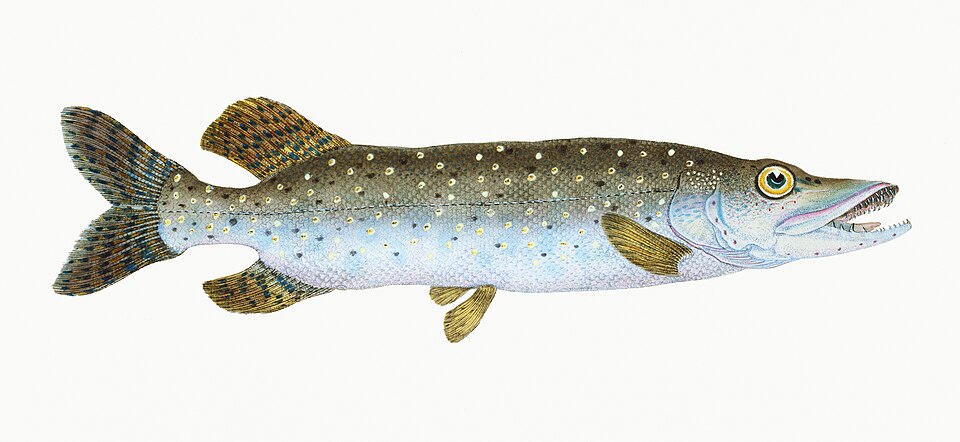 Illustration from The Natural History of British Fishes (1802) by Edward Donovan, digitally enhanced by rawpixel-com 99.jpg