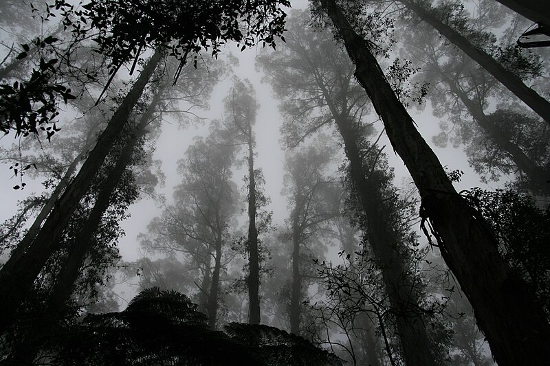 800px-Dark_forest_canopy_%28Unsplash%29.jpg