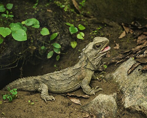 Tuatara (5205719005).jpg