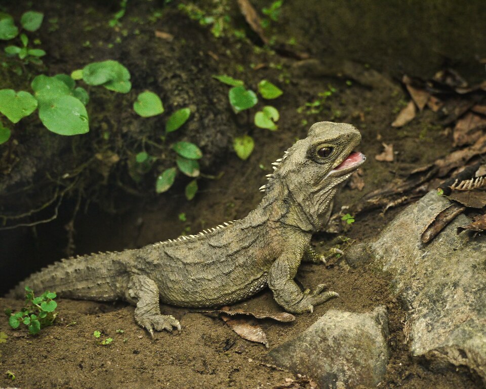 File:Tuatara (5205719005).jpg