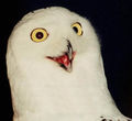 Thumbnail for version as of 02:14, 8 February 2007