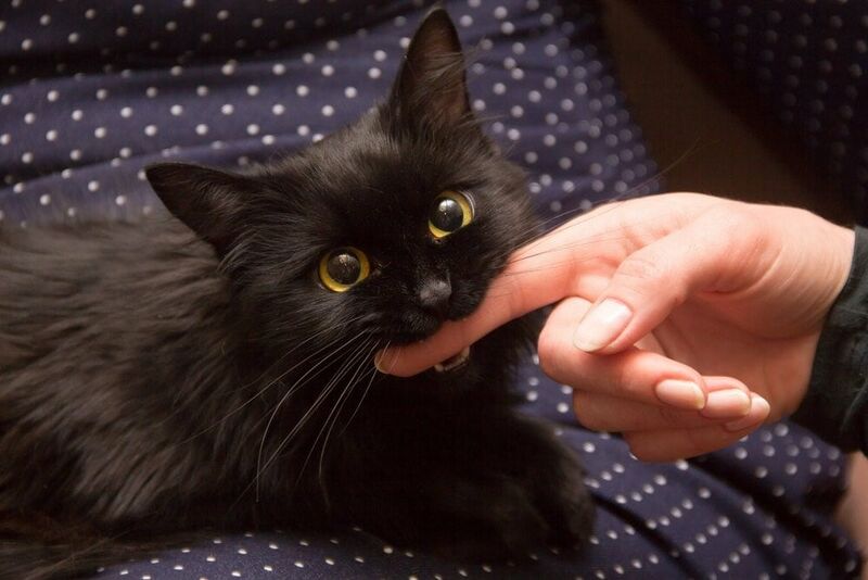 File:Cat biting finger.jpeg