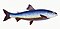 Illustration from The Natural History of British Fishes (1802) by Edward Donovan, digitally enhanced by rawpixel-com 102.jpg