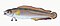 Illustration from The Natural History of British Fishes (1802) by Edward Donovan, digitally enhanced by rawpixel-com 63.jpg