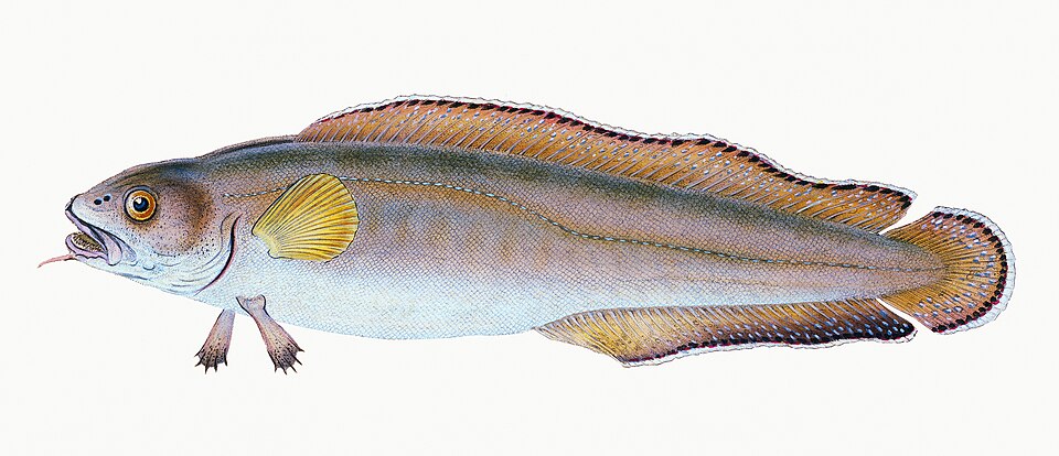 Illustration from The Natural History of British Fishes (1802) by Edward Donovan, digitally enhanced by rawpixel-com 63.jpg