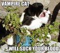 Vampire-cat-will-suck-your-blood.jpg