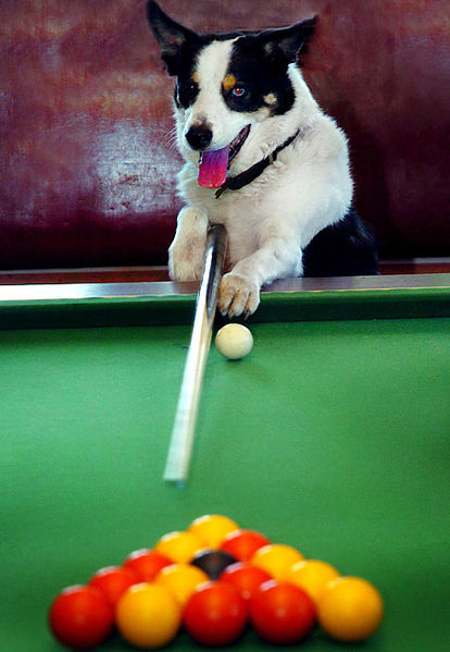 File:Dog snooker.jpg