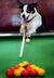 Dog snooker.jpg