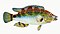 Illustration from The Natural History of British Fishes (1802) by Edward Donovan, digitally enhanced by rawpixel-com 65.jpg