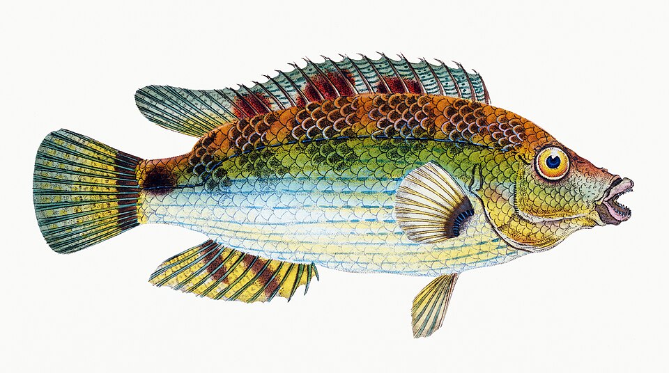 Illustration from The Natural History of British Fishes (1802) by Edward Donovan, digitally enhanced by rawpixel-com 65.jpg