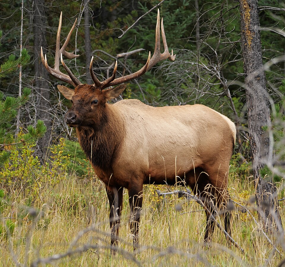 File:Jasper.Wapiti-Hirsch.P1033401.jpg