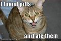 Pillcat.jpg
