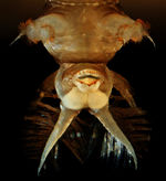 Despicabilus horribilis posterior view.jpg