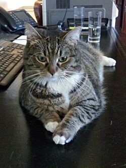 Freya the cat-20120615 132253 (cropped).jpg