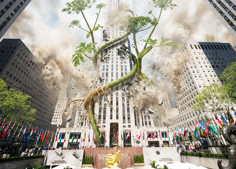 File:HogweedInRockefellerCenter.png