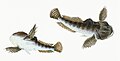 Illustration from The Natural History of British Fishes (1802) by Edward Donovan, digitally enhanced by rawpixel-com 71.jpg