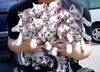 A street vendor at Stoner High offers a dozen fresh kittens for huffing.