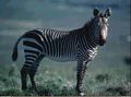 Evil zebra.jpg