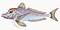 Illustration from The Natural History of British Fishes (1802) by Edward Donovan, digitally enhanced by rawpixel-com 108.jpg