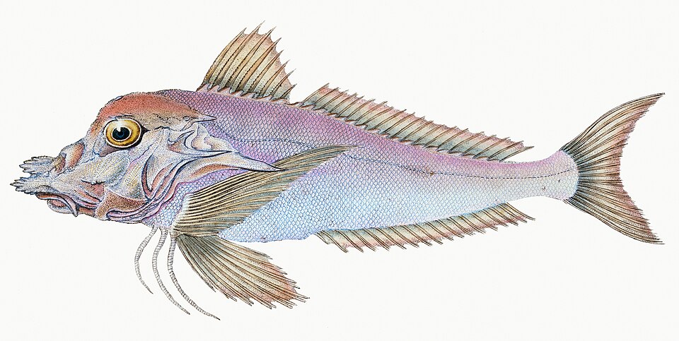 Illustration from The Natural History of British Fishes (1802) by Edward Donovan, digitally enhanced by rawpixel-com 108.jpg