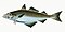 Illustration from The Natural History of British Fishes (1802) by Edward Donovan, digitally enhanced by rawpixel-com 7.jpg