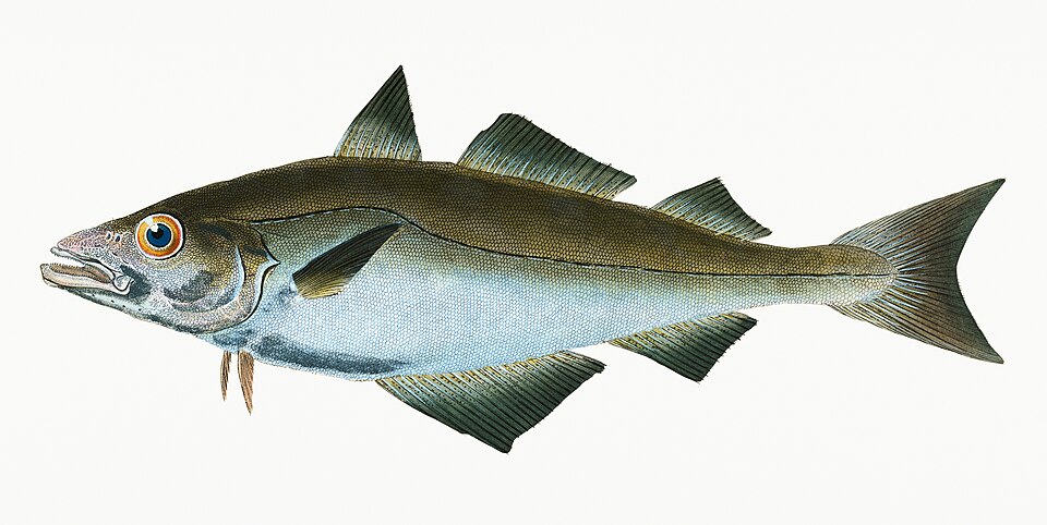 Illustration from The Natural History of British Fishes (1802) by Edward Donovan, digitally enhanced by rawpixel-com 7.jpg