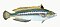 Illustration from The Natural History of British Fishes (1802) by Edward Donovan, digitally enhanced by rawpixel-com 86.jpg