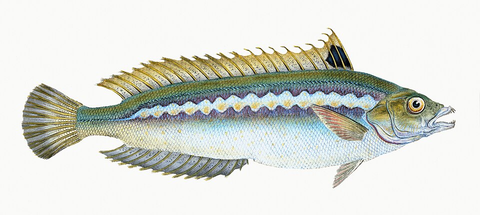 Illustration from The Natural History of British Fishes (1802) by Edward Donovan, digitally enhanced by rawpixel-com 86.jpg
