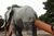 Elephant-coffee-maker.jpg