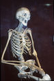 Skeleton lionel.jpg