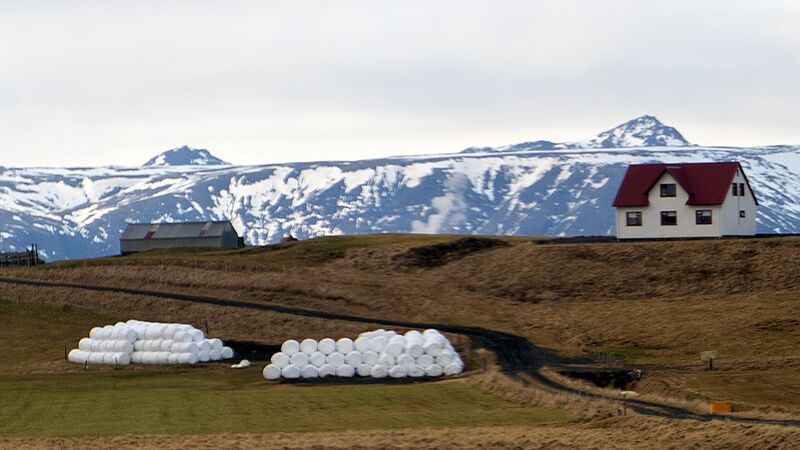 File:Icelandic Round Deer Eggs.jpg