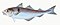 Illustration from The Natural History of British Fishes (1802) by Edward Donovan, digitally enhanced by rawpixel-com 54.jpg