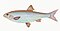 Illustration from The Natural History of British Fishes (1802) by Edward Donovan, digitally enhanced by rawpixel-com 69.jpg