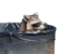 Raccoon.png