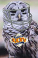 Superb owl.jpg