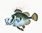 Illustration from The Natural History of British Fishes (1802) by Edward Donovan, digitally enhanced by rawpixel-com 8.jpg
