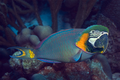 Parrotfish.png