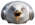 Smolgull.png