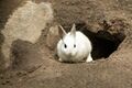 Rabbit hole.jpg