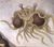 Flying Spaghetti Monster.jpg