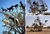 Tree-climbing-goats.jpg