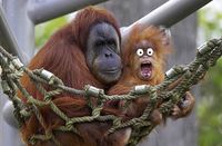OrangutansPC.jpg