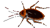 Roach-cockroach.gif